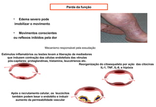 Perda da função
• Edema severo pode
imobilizar o movimento
• Movimentos conscientes
ou reflexos inibidos pela dor
Mecanismo responsável pela exsudação
Estímulos inflamatórios ou lesões levam a liberação de mediadores
que induzem contração das células endoteliais das vênulas
pós-capilares; protaglandinas, histamina, leucotrienos etc.
Reorganização do citoesqueleto por ação das citocinas
IL-1, TNF, IL-8, e hipóxia
Após o recrutamento celular, os leucócitos
também podem lesar o endotélio e induzir
aumento da permeabilidade vascular
 
