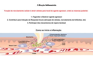 A Reação Inflamatória
Função do recrutamento celular é atrair células para local do agente agressor, onde as mesmas poderão:
1. Fagocitar e Destruir agente agressor
2. Contribuir para Indução da Resposta Imune (ativação de células, recrutamento de linfócitos, etc)
3. Participar dos mecanismos de reparo tecidual
Como se inicia a inflamação
 