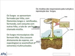 Os micélios são responsáveis pela nutrição e
reprodução dos fungos.
Os fungos se apresentam
formados por hifas, com
filamentos longos e ramificados,
formando, com conjunto com
outras hifas, o talo de um fungo
chamado micélio.
Os fungos microscópicos não
formam hifas. Eles crescem
diretamente de esporos, em
esporângios( se assemelham a
sementes) multinucleados.
 