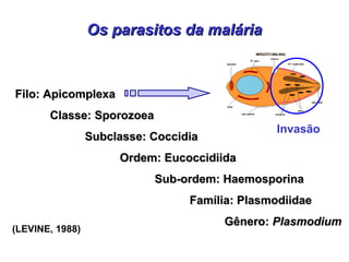 Os parasitos da maláriaOs parasitos da malária
Filo: ApicomplexaFilo: Apicomplexa
Classe: SporozoeaClasse: Sporozoea
Subclasse: CoccidiaSubclasse: Coccidia
Ordem: EucoccidiidaOrdem: Eucoccidiida
Sub-ordem: HaemosporinaSub-ordem: Haemosporina
Família: PlasmodiidaeFamília: Plasmodiidae
Gênero:Gênero: PlasmodiumPlasmodium
Invasão
(LEVINE, 1988)
 