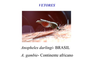 Anopheles darlingi- BRASIL
A. gambie- Continente africano
VETORES
 