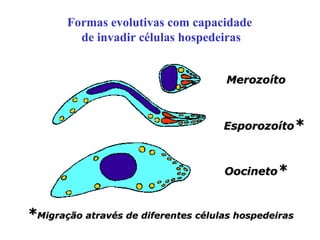 MerozoítoMerozoíto
OocinetoOocineto**
EsporozoítoEsporozoíto**
Formas evolutivas com capacidade
de invadir células hospedeiras
**Migração através de diferentes células hospedeirasMigração através de diferentes células hospedeiras
 