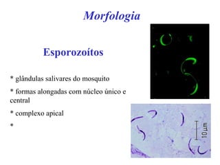 Morfologia
Esporozoítos
* glândulas salivares do mosquito
* formas alongadas com núcleo único e
central
* complexo apical
*
 