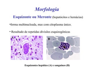 Morfologia
Esquizonte ou Meronte (hepatócitos e hemácias)
•forma multinucleada, mas com citoplasma único.
• Resultado de repetidas divisões esquizogônicas
Esquizontes hepático (A) e sanguíneo (B)
A B
 