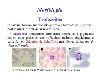 Morfologia
Trofozoítos
* Jovens: formam um vacúolo que têm a forma de um anel que
posteriormente torna-se menos evidente.
* Maduros: apresentam citoplasma amebóide e pigmentos
podem estar presentes em trofozoítos maduros, esquizontes e
gametócitos. Grânulos de Schuffner, que são evidentes em P.
vivax e P. ovale.
Trofozoíto jovem de P. falciparum (A) e maduro de P. vivax (B)
CA B
 