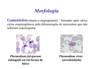 Morfologia
Plasmodium falciparum
(alongado ou em forma de
foice)
Plasmodium vivax
(arredondado)
Gametócitos (macro e migrogameta) – formados após vários
ciclos esquizogônicos pela diferenciação de merozoítos que não
sofreram esquizogonia.
 