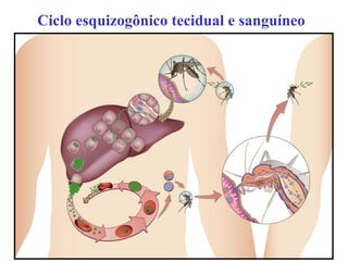 Ciclo esquizogônico tecidual e sanguíneo
 