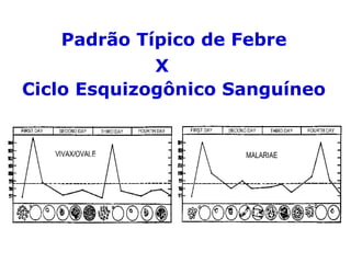 Padrão Típico de Febre
Ciclo Esquizogônico Sanguíneo
X
 