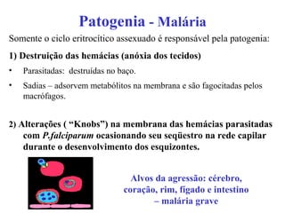 Patogenia - Malária
Somente o ciclo eritrocítico assexuado é responsável pela patogenia:
1) Destruição das hemácias (anóxia dos tecidos)
• Parasitadas: destruídas no baço.
• Sadias – adsorvem metabólitos na membrana e são fagocitadas pelos
macrófagos.
2) Alterações ( “Knobs”) na membrana das hemácias parasitadas
com P.falciparum ocasionando seu seqüestro na rede capilar
durante o desenvolvimento dos esquizontes.
Alvos da agressão: cérebro,
coração, rim, fígado e intestino
– malária grave
 