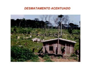 DESMATAMENTO ACENTUADO
 