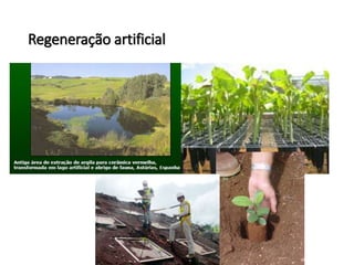 Regeneração artificial
 