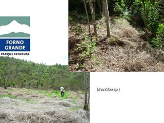 Urochloa sp.)
 