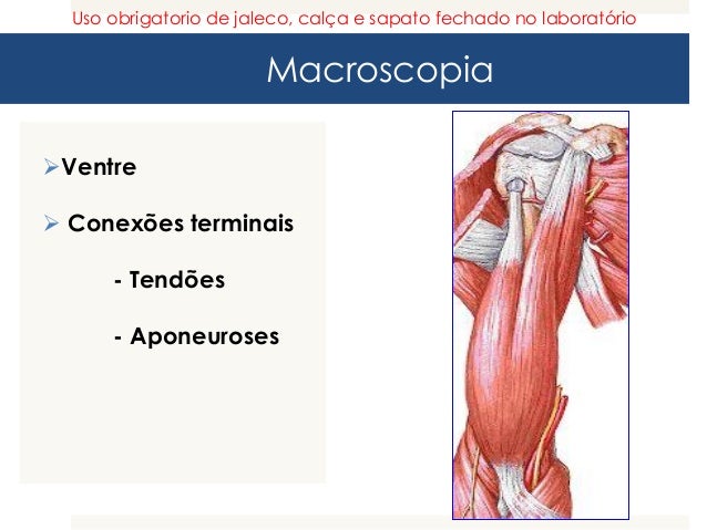 aula-04-sistema-muscular-ok