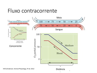 Fluxo contracorrente
Concurrent
Fig 21.4bDistância
Meio
Sangue
Concorrente
Hill & Anderson. Animal Physiology, 3ª ed. 2012
 