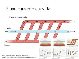 Cross-current gas exchange
Fig. 21.5
Fluxo corrente cruzada
Fluxo corrente cruzada
Meio
Sangue
Hill & Anderson. Animal Physiology, 3ª ed. 2012;
Moyes, C.D., Schulte, P. M. Princípios de fisiologia animal, 2ª ed
 