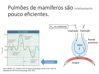 Pulmões de mamíferos são relativamente
pouco eficientes.
Residual!
PO2 no ambiente
Inspiração Expiração
Parede
pulmonar
Meio
Sangue
Fonte: Moyes, C.D., Schulte, P. M. Princípios de fisiologia animal, 2ª ed. Fig 9.16
Adaptado de: Hill, Animal physiology 3ªed. 2012.
 