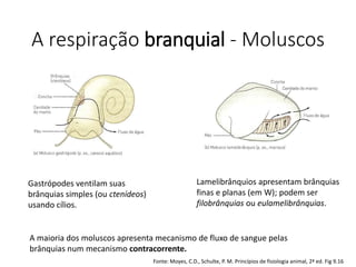 A respiração branquial - Moluscos
Gastrópodes ventilam suas
brânquias simples (ou ctenídeos)
usando cílios.
Lamelibrânquios apresentam brânquias
finas e planas (em W); podem ser
filobrânquias ou eulamelibrânquias.
A maioria dos moluscos apresenta mecanismo de fluxo de sangue pelas
brânquias num mecanismo contracorrente.
Fonte: Moyes, C.D., Schulte, P. M. Princípios de fisiologia animal, 2ª ed. Fig 9.16
 