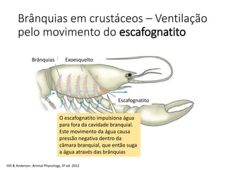 Brânquias em crustáceos – Ventilação
pelo movimento do escafognatito
O escafognatito impulsiona água
para fora da cavidade branquial.
Este movimento da água causa
pressão negativa dentro da
câmara branquial, que então suga
a água através das brânquias
Escafognatito
Brânquias Exoesquelto
Hill & Anderson. Animal Physiology, 3ª ed. 2012
 