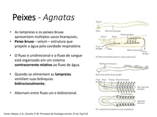 Peixes - Agnatas
Fonte: Moyes, C.D., Schulte, P. M. Princípios de fisiologia animal, 2ª ed. Fig 9.16
• As lampreias e os peixes-bruxa
apresentam múltiplos sacos branquiais;
• Peixe-bruxa – velum – estrutura que
propele a água pela cavidade respiratória
• O fluxo é unidirecional e o fluxo de sangue
está organizado em um sistema
contracorrente relativo ao fluxo de água.
• Quando se alimentam as lampreias
ventilam suas brânquias
bidirecionalmente;
• Alternam entre fluxo uni e bidirecional.
 