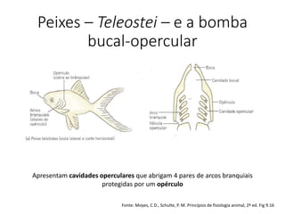 Peixes – Teleostei – e a bomba
bucal-opercular
Apresentam cavidades operculares que abrigam 4 pares de arcos branquiais
protegidas por um opérculo
Fonte: Moyes, C.D., Schulte, P. M. Princípios de fisiologia animal, 2ª ed. Fig 9.16
 