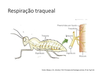 Respiração traqueal
Fonte: Moyes, C.D., Schulte, P. M. Princípios de fisiologia animal, 2ª ed. Fig 9.16
 