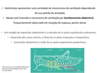 • Gafanhotos apresentam uma variedade de mecanismos de ventilação dependendo
do seu padrão de atividade;
• Abaixo está ilustrado o mecanismo de ventilação por bombeamento abdominal,
frequentemente observado em situação de repouso, porém alerta.
• Um estágio de expansão abdominal e a entrada de ar pelos espiráculos anteriores;
• Expansão dos sacos aéreos, o fluxo de ar pelas traqueias e traqueíolas;
• Contração abdominal e saída de ar pelos espiráculos posteriores;
Fonte: Harrison, Jon. Ventilatory Mechanism
and Control in Grasshoppers Amer. Zool.,
37:73-81 (1997)
 