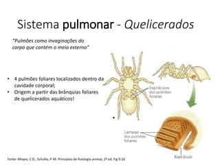 Sistema pulmonar - Quelicerados
“Pulmões como invaginações do
corpo que contém o meio externo”
• 4 pulmões foliares localizados dentro da
cavidade corporal;
• Origem a partir das brânquias foliares
de quelicerados aquáticos!
Fonte: Moyes, C.D., Schulte, P. M. Princípios de fisiologia animal, 2ª ed. Fig 9.16
 