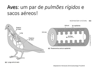 Aves: um par de pulmões rígidos e
sacos aéreos!
Adaptado de: Sherwood, Animal physiology 2ª ed,2013
 