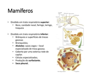 Mamíferos
• Dividido em trato respiratório superior:
• Boca, cavidade nasal, faringe, laringe,
traqueia
• Dividido em trato respiratório inferior:
• Brônquios e superfícies de trocas
gasosas
• Bronquíolos;
• Alvéolos: sacos cegos – local
especializado de troca gasosa.
• Coberto por uma extensa rede de
capilar.
• Células especializadas;
• Produção do surfactante.
• Saco pleural.
 