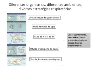 Diferentes organismos, diferentes ambientes,
diversas estratégias respiratórias.
Difusão através da água ou do ar
Fluxo de massa da água
Fluxo de massa do ar
Difusão e transporte de gases
Ventilação e transporte de gases
Consequentemente,
nem todos animais
apresentam todas as
etapas descrias
anteriormente!
 
