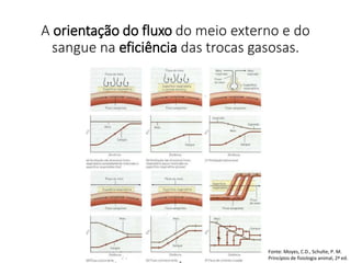 A orientação do fluxo do meio externo e do
sangue na eficiência das trocas gasosas.
Fonte: Moyes, C.D., Schulte, P. M.
Princípios de fisiologia animal, 2ª ed.
 