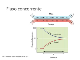 Fluxo concorrente
Distância
Meio
Sangue
Hill & Anderson. Animal Physiology, 3ª ed. 2012
 