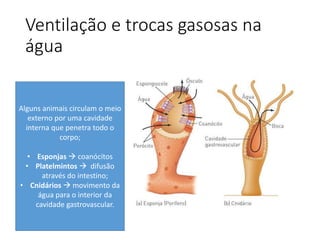 Ventilação e trocas gasosas na
água
Alguns animais circulam o meio
externo por uma cavidade
interna que penetra todo o
corpo;
• Esponjas  coanócitos
• Platelmintos  difusão
através do intestino;
• Cnidários  movimento da
água para o interior da
cavidade gastrovascular.
 
