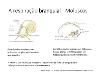 A respiração branquial - Moluscos
Gastrópodes ventilam suas
brânquias simples (ou ctenídeos)
usando cílios.
Lamelibrânquios apresentam brânquias
finas e planas (em W); podem ser
filobrânquias ou eulamelibrânquias.
A maioria dos moluscos apresenta mecanismo de fluxo do sangue pelas
brânquias num mecanismo contracorrente.
Fonte: Moyes, C.D., Schulte, P. M. Princípios de fisiologia animal, 2ª ed. Fig 9.16
 