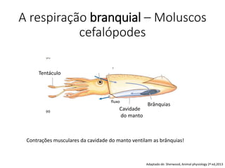 A respiração branquial – Moluscos
cefalópodes
Adaptado de: Sherwood, Animal physiology 2ª ed,2013
Tentáculo
Cavidade
do manto
Brânquias
fluxo
Contrações musculares da cavidade do manto ventilam as brânquias!
 