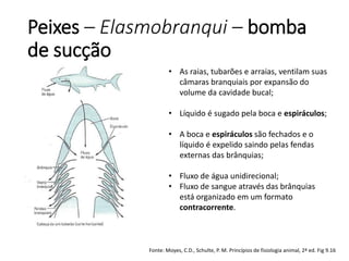 Peixes – Elasmobranqui – bomba
de sucção
Fonte: Moyes, C.D., Schulte, P. M. Princípios de fisiologia animal, 2ª ed. Fig 9.16
• As raias, tubarões e arraias, ventilam suas
câmaras branquiais por expansão do
volume da cavidade bucal;
• Líquido é sugado pela boca e espiráculos;
• A boca e espiráculos são fechados e o
líquido é expelido saindo pelas fendas
externas das brânquias;
• Fluxo de água unidirecional;
• Fluxo de sangue através das brânquias
está organizado em um formato
contracorrente.
 