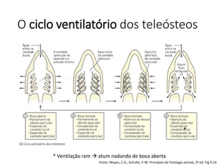 O ciclo ventilatório dos teleósteos
* Ventilação ram  atum nadando de boca aberta
Fonte: Moyes, C.D., Schulte, P. M. Princípios de fisiologia animal, 2ª ed. Fig 9.16
 