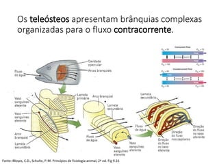 Os teleósteos apresentam brânquias complexas
organizadas para o fluxo contracorrente.
Fonte: Moyes, C.D., Schulte, P. M. Princípios de fisiologia animal, 2ª ed. Fig 9.16
 