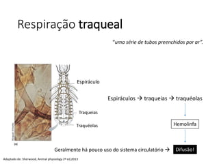 Respiração traqueal
Espiráculo
Traqueias
Traquéolas
“uma série de tubos preenchidos por ar”.
Espiráculos  traqueias  traquéolas
Hemolinfa
Difusão!Geralmente há pouco uso do sistema circulatório 
Adaptado de: Sherwood, Animal physiology 2ª ed,2013
 