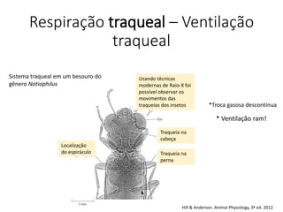Respiração traqueal – Ventilação
traqueal
Usando técnicas
modernas de Raio-X foi
possível observar os
movimentos das
traqueias dos insetos
Localização
do espiráculo Traqueia na
perna
Traqueia na
cabeça
Sistema traqueal em um besouro do
gênero Notiophilus
* Ventilação ram!
*Troca gasosa descontínua
Hill & Anderson. Animal Physiology, 3ª ed. 2012
 