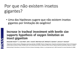 Por que não existem insetos
gigantes?
• Uma das hipóteses sugere que não existem insetos
gigantes por limitação de oxigênio!
 