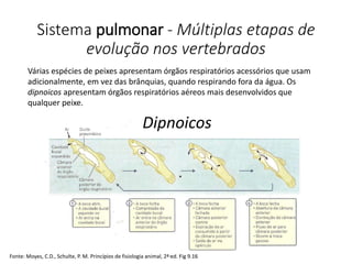 Sistema pulmonar - Múltiplas etapas de
evolução nos vertebrados
Dipnoicos
Várias espécies de peixes apresentam órgãos respiratórios acessórios que usam
adicionalmente, em vez das brânquias, quando respirando fora da água. Os
dipnoicos apresentam órgãos respiratórios aéreos mais desenvolvidos que
qualquer peixe.
Fonte: Moyes, C.D., Schulte, P. M. Princípios de fisiologia animal, 2ª ed. Fig 9.16
 