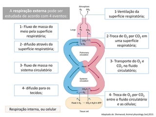 A respiração externa pode ser
estudada de acordo com 4 eventos:
Adaptado de: Sherwood, Animal physiology 2ed,2013.
1-Ventilação da
superfície respiratória;
2-Troca de O2 por CO2 em
uma superfície
respiratória;
3- Transporte do O2 e
CO2 no fluido
circulatório;
4- Troca de O2 por CO2
entre o fluído circulatório
e as células;
Respiração interna, ou celular
1- Fluxo de massa do
meio pela superfície
respiratória;
2- difusão através da
superfície respiratória;
3- fluxo de massa no
sistema circulatório
4- difusão para os
tecidos;
 