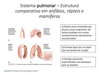 Sistema pulmonar – Estrutura
comparativa em anfíbios, répteis e
mamíferos
a) Desde sacos envolvidos por
poucos vasos sanguíneos até
bolsas divididas em muitos
compartimentos densamente
vascularizados.
b) Pulmão típico de um réptil
que usa bomba de sucção;
c) Pulmão altamente
especializados com destaque
para os alvéolos.
Adaptado de: Sherwood, Animal physiology 2ª ed,2013
 