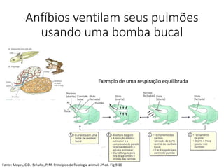 Anfíbios ventilam seus pulmões
usando uma bomba bucal
Exemplo de uma respiração equilibrada
Fonte: Moyes, C.D., Schulte, P. M. Princípios de fisiologia animal, 2ª ed. Fig 9.16
 