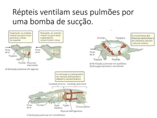 Répteis ventilam seus pulmões por
uma bomba de sucção.
 