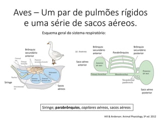 Aves – Um par de pulmões rígidos
e uma série de sacos aéreos.
Esquema geral do sistema respiratório:
Siringe; parabrônquios, capilares aéreos, sacos aéreos
Brônquio
secundário
anterior
Sacos
aéreos
Siringe
Brônquio
secundário
anterior Parabrônquios
Brônquio
secundário
posterior
Saco aéreo
posterior
Saco aéreo
anterior
Hill & Anderson. Animal Physiology, 3ª ed. 2012
 