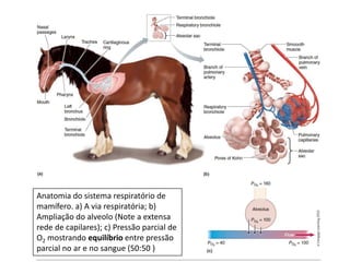 Anatomia do sistema respiratório de
mamífero. a) A via respiratória; b)
Ampliação do alveolo (Note a extensa
rede de capilares); c) Pressão parcial de
O2 mostrando equilíbrio entre pressão
parcial no ar e no sangue (50:50 )
 