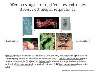 Diferentes organismos, diferentes ambientes,
diversas estratégias respiratórias.
a) Difusão de gases através da membrana (unicelulares, Paramecium), b) Respiração
cutânea (pequenos multicelulares, Platyhelminthes), c) Cílios criando correntes para
nutrição e respiração (Rotifera), d) Brânquias (a maioria dos organismos marinhos –
axolote), e) Sistema traqueal – espiráculos (insetos), f) Sistema pulmonar (lagarto-de-
gola);
InvaginaçõesEvaginações
Adaptado de: Sherwood, Animal physiology ED? ANO?
 