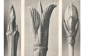 1. BENJAMIN
Karl Blossfeldt
 